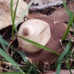 Geastrum sp. at O'Connor, ACT - 1 Jun 2021 10:55 AM