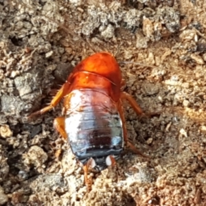 Blattidae sp. (family) at O'Connor, ACT - 1 Jun 2021 10:25 AM