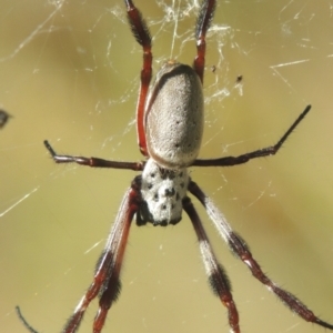 Trichonephila edulis at Conder, ACT - 30 Mar 2021