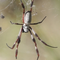 Trichonephila edulis at Conder, ACT - 30 Mar 2021