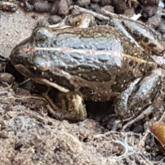 Limnodynastes tasmaniensis (Spotted Grass Frog) at O'Connor, ACT - 1 Jun 2021 by trevorpreston