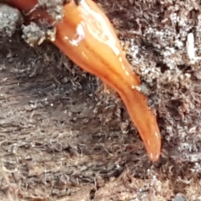 Anzoplana trilineata (A Flatworm) at Bruce, ACT - 1 Jun 2021 by trevorpreston