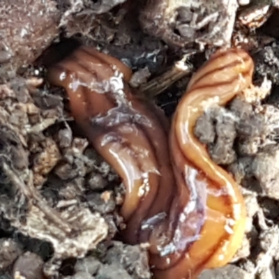 Anzoplana trilineata (A Flatworm) at Bruce, ACT - 1 Jun 2021 by trevorpreston