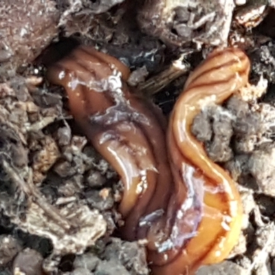 Anzoplana trilineata (A Flatworm) at Bruce, ACT - 1 Jun 2021 by trevorpreston