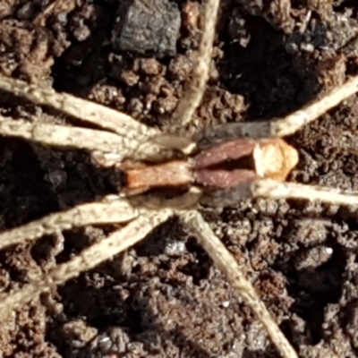 Argoctenus vittatus (Wandering Ghost Spider) at O'Connor, ACT - 1 Jun 2021 by trevorpreston