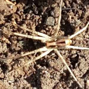 Argoctenus vittatus at O'Connor, ACT - 1 Jun 2021