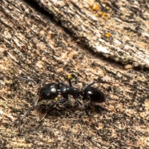 Ochetellus sp. (genus) at Holt, ACT - 1 Jun 2021