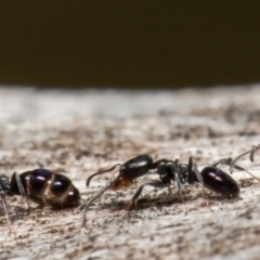 Ochetellus sp. (genus) at Holt, ACT - 1 Jun 2021