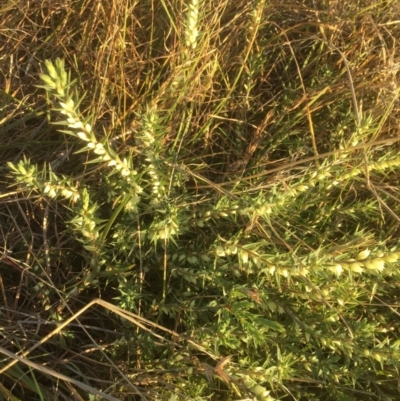 Melichrus urceolatus (Urn Heath) at University of Canberra - 30 May 2021 by jgiacon