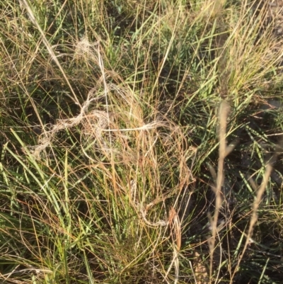 Austrostipa scabra (Corkscrew Grass, Slender Speargrass) at University of Canberra - 30 May 2021 by jgiacon