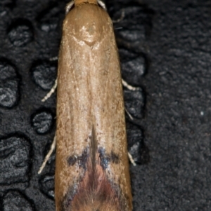 Tachystola hemisema at Melba, ACT - 9 Nov 2020 11:58 PM