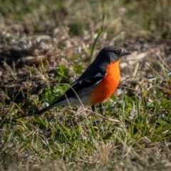 Petroica phoenicea (Flame Robin) at Kowen, ACT - 30 May 2021 by trevsci