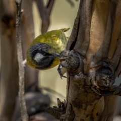 Nesoptilotis leucotis at Kowen, ACT - 30 May 2021 12:51 PM