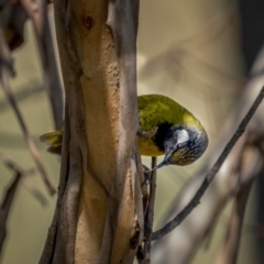 Nesoptilotis leucotis at Kowen, ACT - 30 May 2021