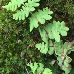 Histiopteris incisa (Bat's-Wing Fern) at Mount Ainslie - 1 Jun 2021 by JaneR