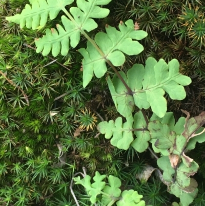 Histiopteris incisa (Bat's-Wing Fern) at Campbell, ACT - 1 Jun 2021 by JaneR