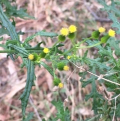 Senecio bathurstianus (Rough Fireweed) at Majura, ACT - 1 Jun 2021 by JaneR