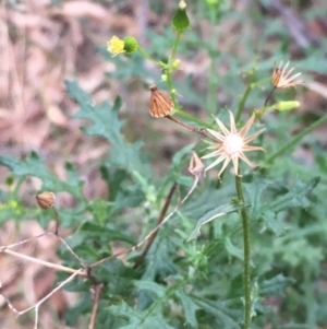 Senecio bathurstianus at Majura, ACT - 1 Jun 2021 03:57 PM