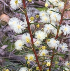 Acacia genistifolia (Early Wattle) at Majura, ACT - 1 Jun 2021 by JaneR
