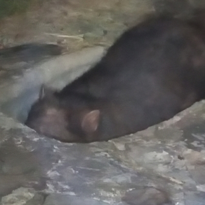 Vombatus ursinus (Bare-nosed Wombat) at Gordon, ACT - 1 Jun 2021 by MichaelBedingfield