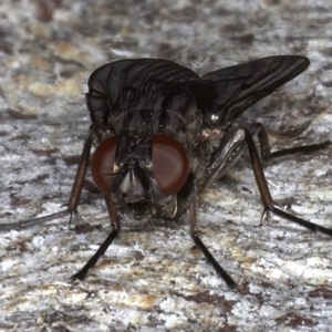 Helina sp. (genus) at Majura, ACT - 20 Aug 2020