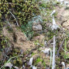 Cladonia sp. (genus) at Majura, ACT - 24 May 2021