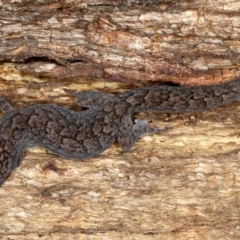 Christinus marmoratus (Southern Marbled Gecko) at Mount Ainslie - 20 Aug 2020 by jb2602