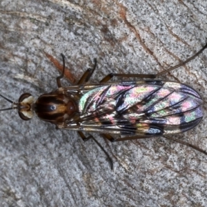 Sylvicola dubius at Majura, ACT - 20 Aug 2020