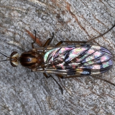 Sylvicola dubius (Wood-gnat) at Majura, ACT - 20 Aug 2020 by jbromilow50