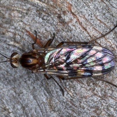 Sylvicola dubius (Wood-gnat) at Mount Ainslie - 20 Aug 2020 by jb2602