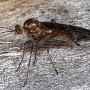 Sylvicola dubius at Majura, ACT - 20 Aug 2020