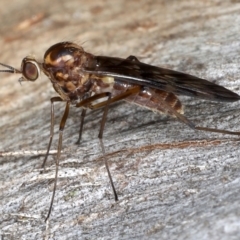 Sylvicola dubius at Majura, ACT - 20 Aug 2020