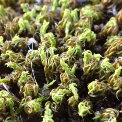 Pottiaceae (family) (A moss) at Majura, ACT - 24 May 2021 by JanetRussell