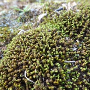 Pottiaceae (family) at Majura, ACT - 24 May 2021