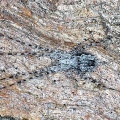 Tamopsis fickerti (Two-tailed spider) at Majura, ACT - 20 Aug 2020 by jb2602