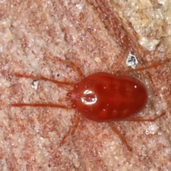 Acari (informal subclass) (Unidentified mite) at Mount Ainslie - 20 Aug 2020 by jb2602
