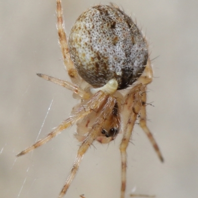 Araneidae (family) (Orb weaver) at Acton, ACT - 7 May 2021 by TimL