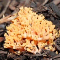 Ramaria sp. (A Coral fungus) at ANBG - 28 May 2021 by TimL