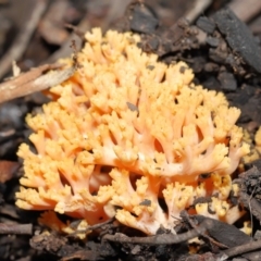Ramaria sp. (genus) (A Coral fungus) at Downer, ACT - 28 May 2021 by TimL