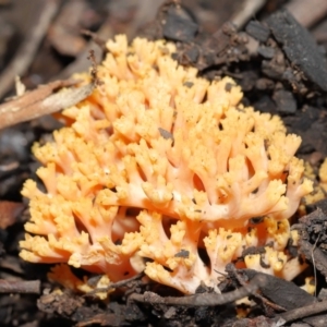 Ramaria sp. at Downer, ACT - 28 May 2021 12:58 PM