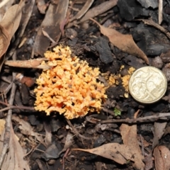 Ramaria sp. at Downer, ACT - 28 May 2021