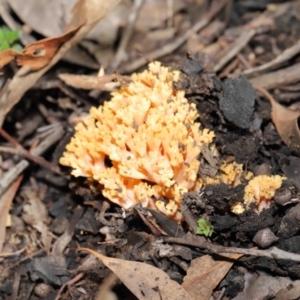 Ramaria sp. at Downer, ACT - 28 May 2021 12:58 PM