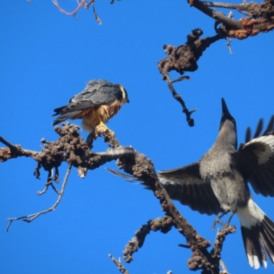 Falco longipennis (Australian Hobby) at Garran, ACT - 27 May 2021 by roymcd