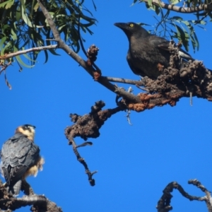 Falco longipennis at Garran, ACT - 28 May 2021 09:26 AM