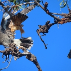 Falco longipennis at Garran, ACT - 28 May 2021 09:26 AM