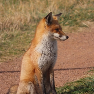 Vulpes vulpes (Red Fox) at Fyshwick, ACT - 31 May 2021 by roymcd