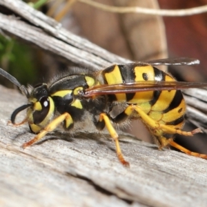 Vespula germanica at Acton, ACT - 28 May 2021