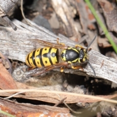 Vespula germanica at Acton, ACT - 28 May 2021