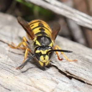 Vespula germanica at Acton, ACT - 28 May 2021 01:36 PM