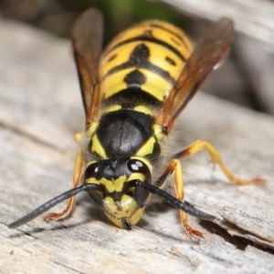 Vespula germanica at Acton, ACT - 28 May 2021